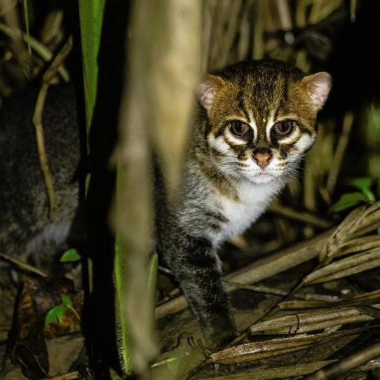 Flat-headed cat